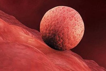 做试管婴儿的卵泡标准是什么？女性卵子质量不好怎么办